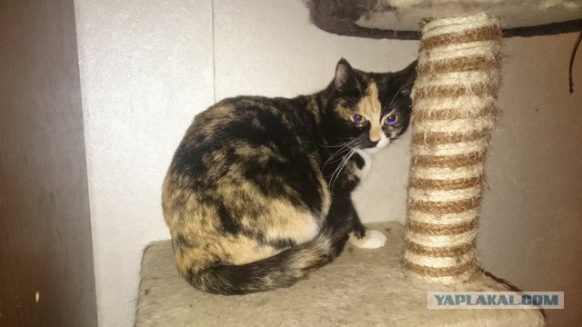 Пост невероятной кошачьей красоты. 25 фот.