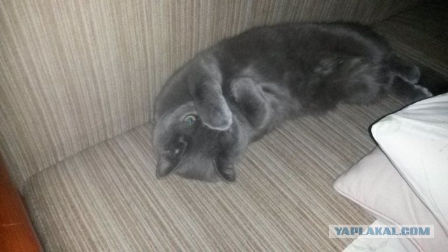 14 способов, как коты демонстрируют вам свою любовь