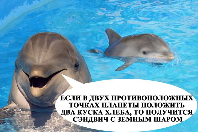 Чего мы не знали о дельфинах и их невероятных способностях