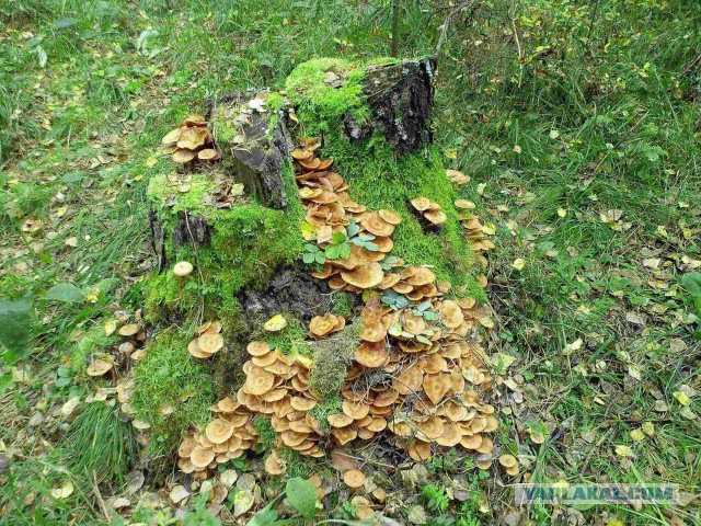 Мой родной сибирский поселок
