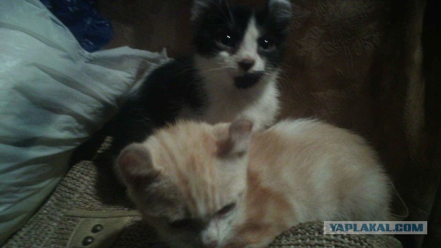 Котовторник 14.03.2017