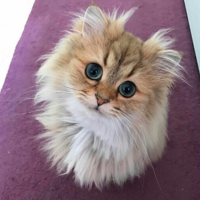 Коты и Кошки