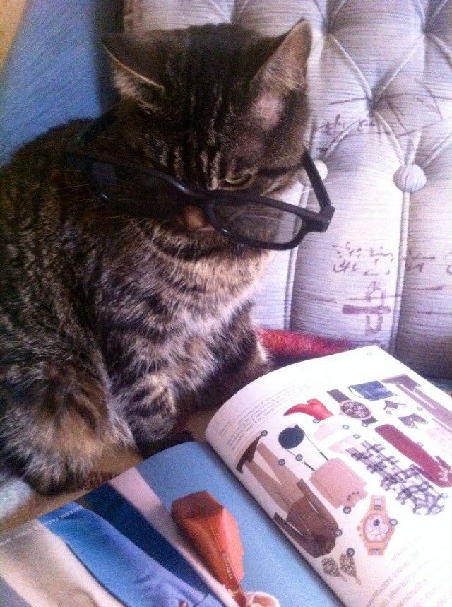 Коты и Кошки
