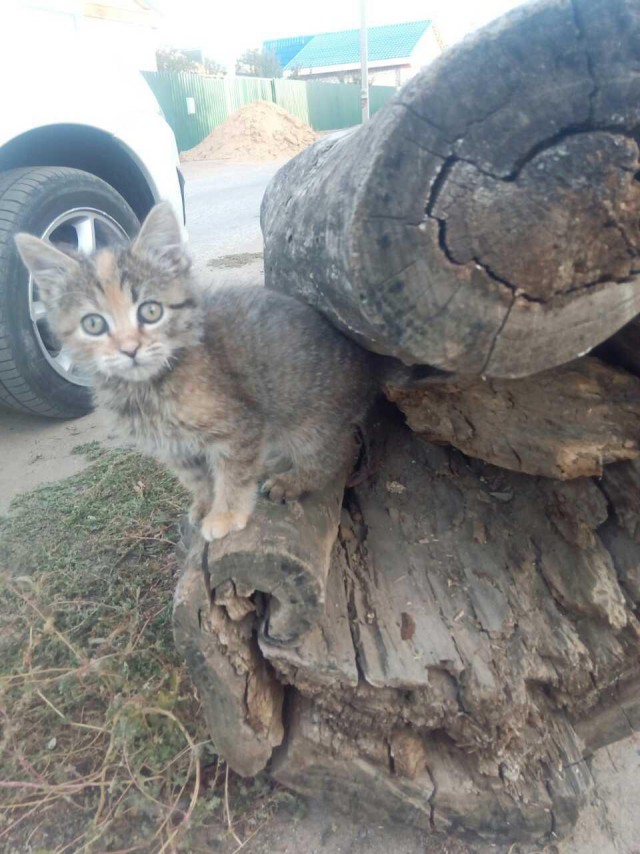 Котовторник  10.10.2017