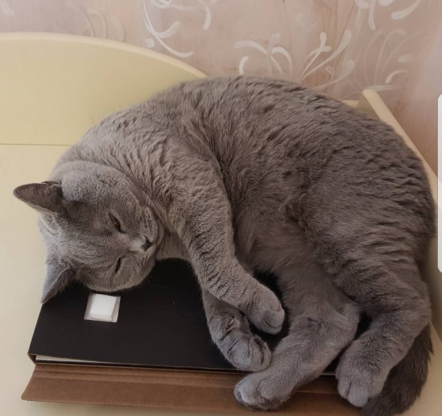 Кошачья история