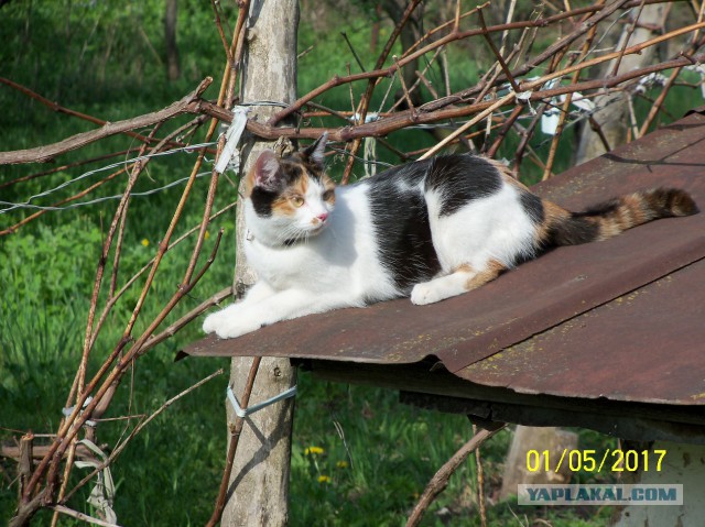 Забрался котенок на склад.Теперь у нас новый член семьи.