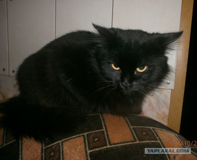 Котовторник!