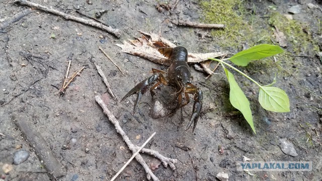 Просто Природа