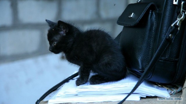 Котовторник на ЯПлакал!
