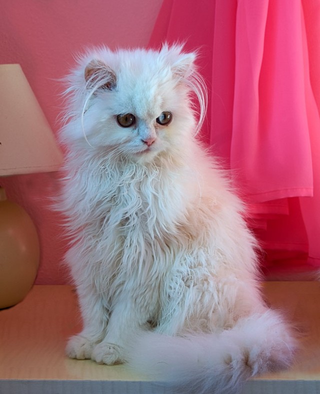 Котовторник стартует