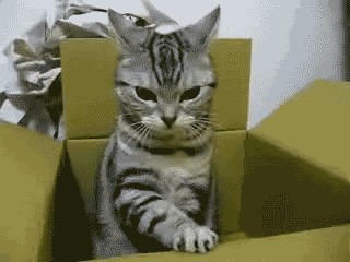 Первый котовторник июля