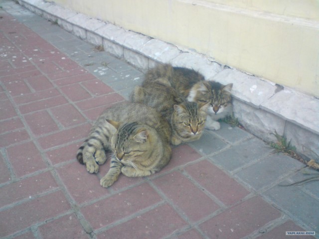 Котовторник в "КотоГетто"