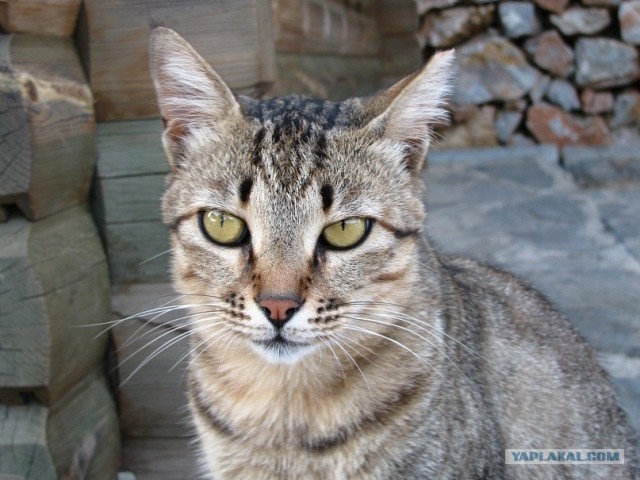Котовторник 24.04.2012