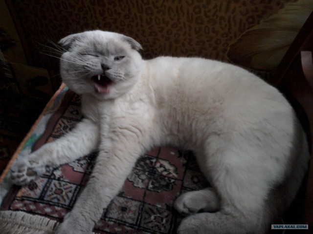 Котовторник  17.07.2012