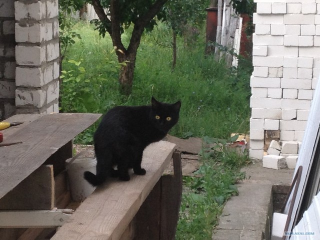 Котовторник 31.07.2012 г.