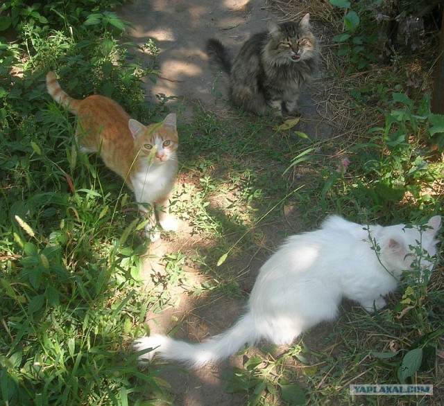 Котовторник  28.08.12