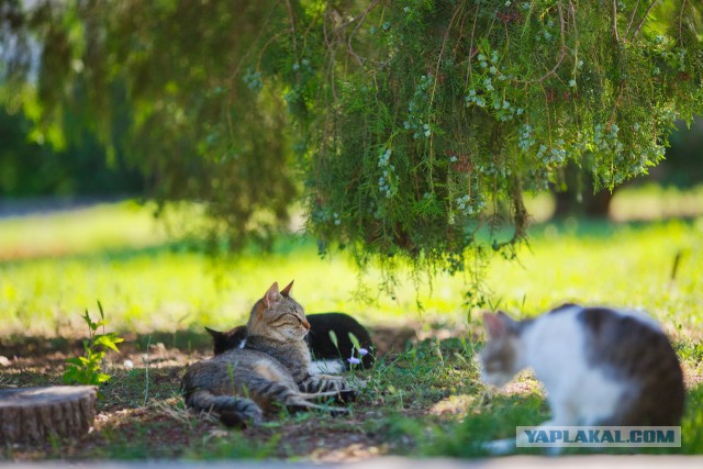 Дикий котовторник 16.04.19