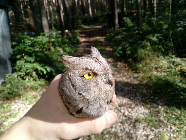 Живность из сети