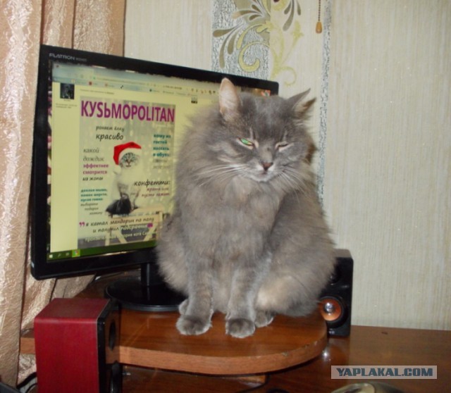 Кошатникам
