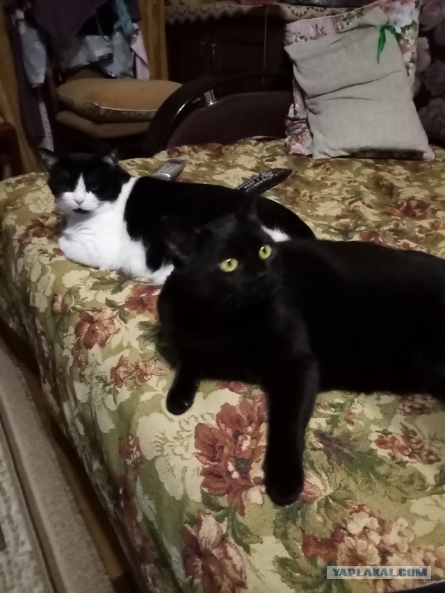Котики бывают разные - черные, белые, и все классные