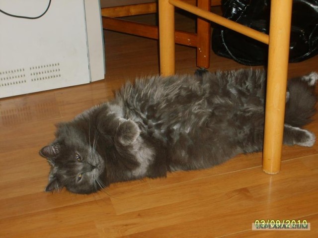 Котэ попрошайкэ