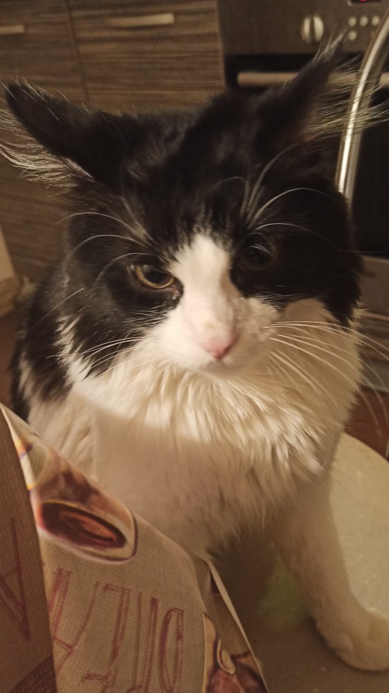 Котовторнику быть!