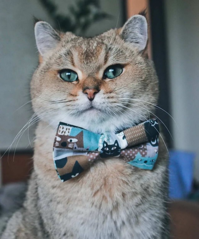 Разные котики