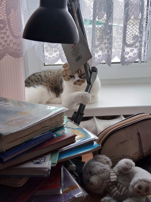 Господа и дамы ЯПа! Котовторник у нас начался! Отойдите от политоты и давайте котиков побольше!