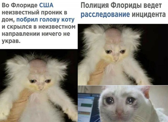 Мем с бритым котом