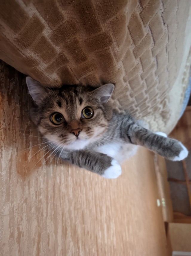Ну, поехали в котоввторник!
