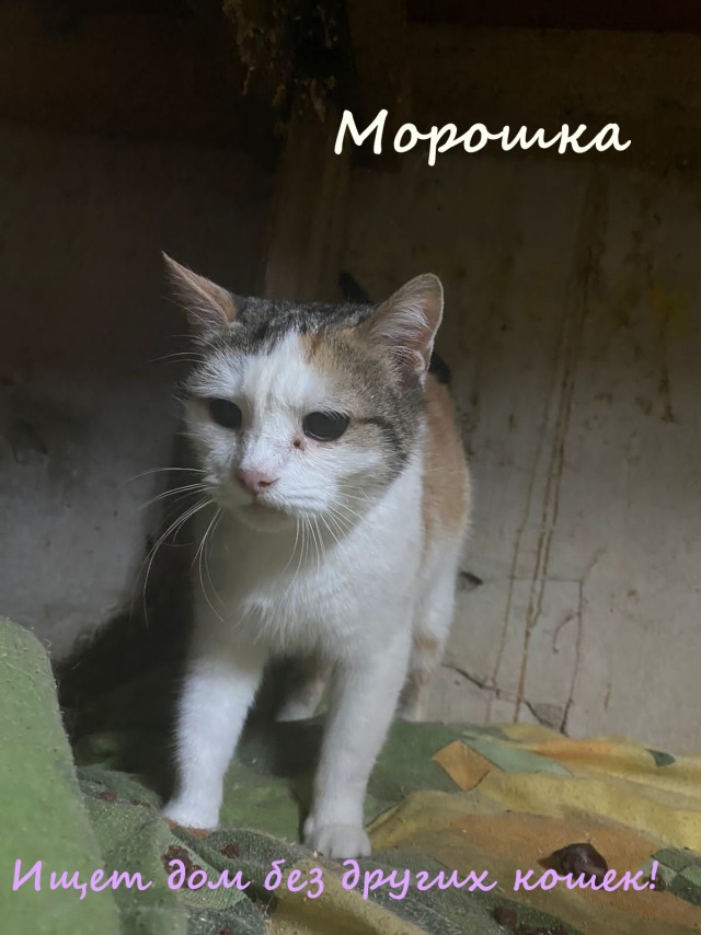 Жизнь домашнего приюта "Котоленд" 329