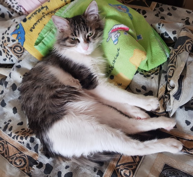 А вот и котовторник 24.05.2022
