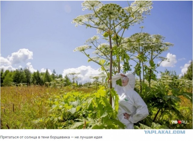 Хотели всех накормить и устроили катастрофу: как теперь избавиться от борщевика