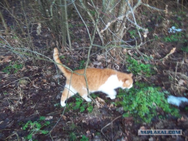 Жизнь домашнего приюта для котеек 427