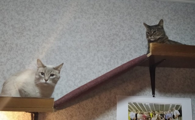 Курица! Чуть не убила!
