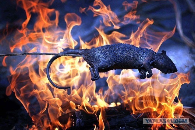 Прежде чем съесть – сфотографируй!