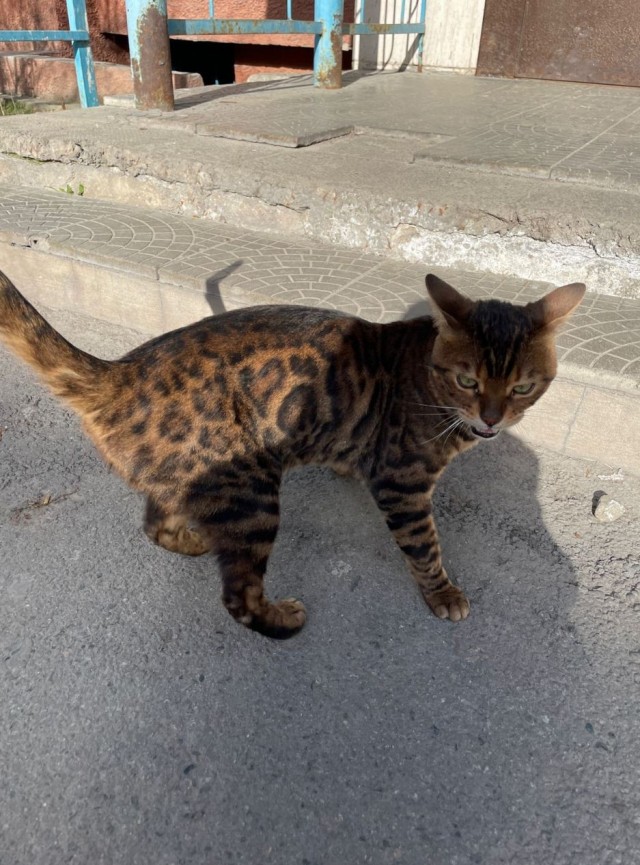 Котейка