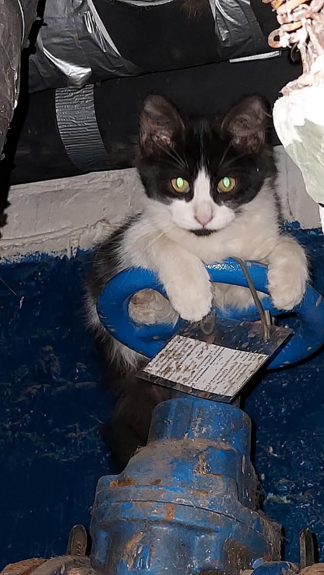 Коты пролетарии