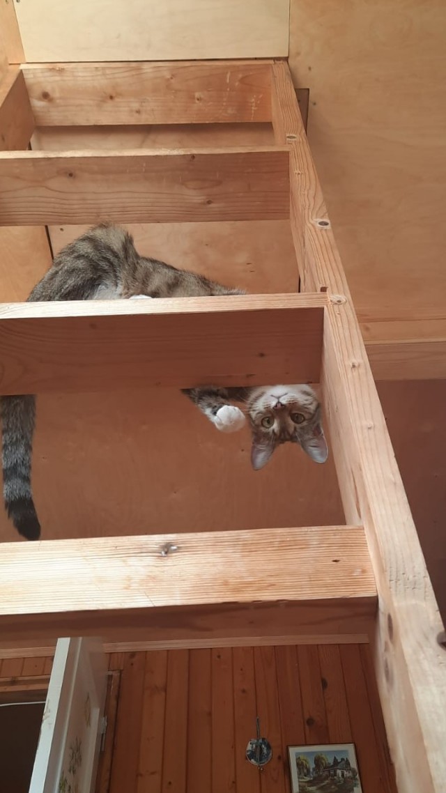Начинаем котофторник?