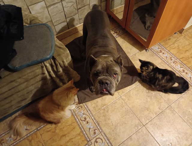 Пришли знакомиться