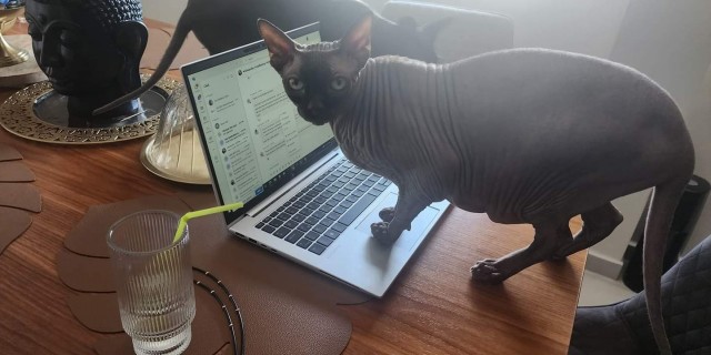 Котофторник же...