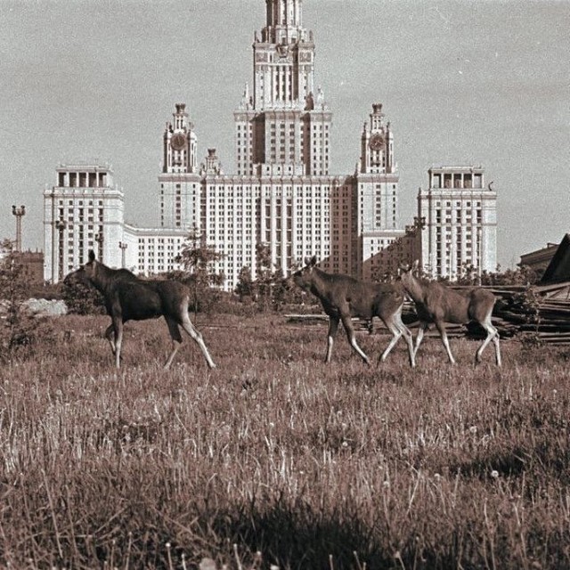 Интересные и редкие ретро-фотографии 13.05.24