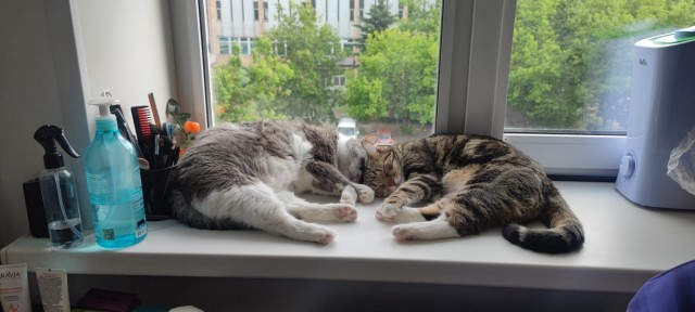 Котовторник