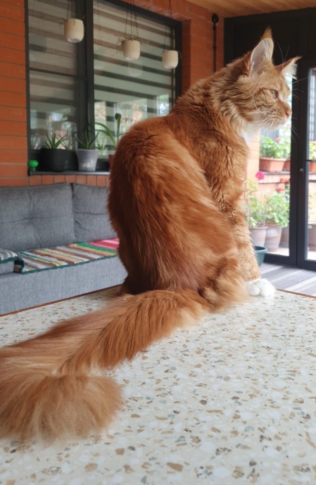 Подкидыш к котовторнику