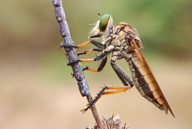Грозный, шумный, полезный: крылатый монстр, который патрулирует дачи лучше любой защиты