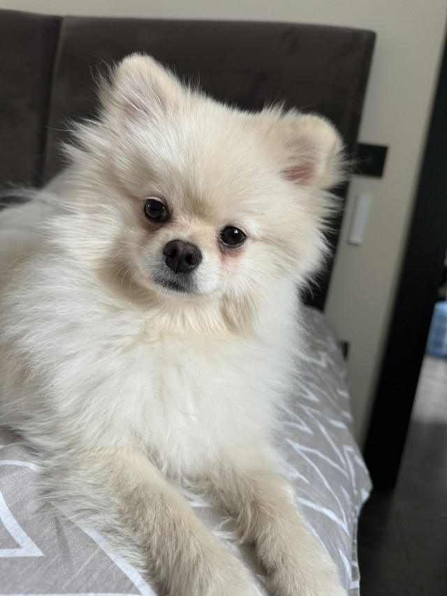 Собакочетверг!