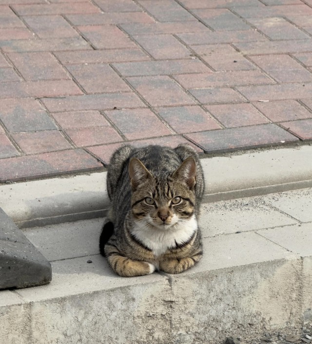 Рандомных фото котов тред