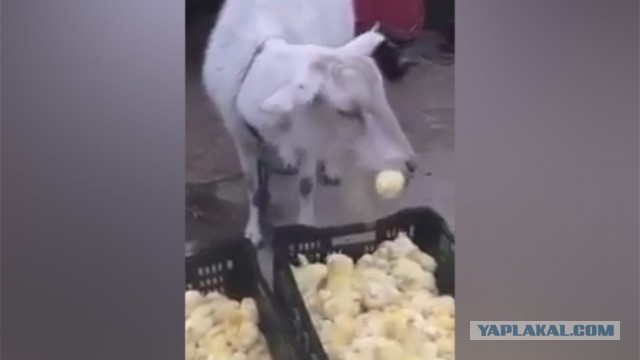 Около ста цыплят вылупились прямо на свалке