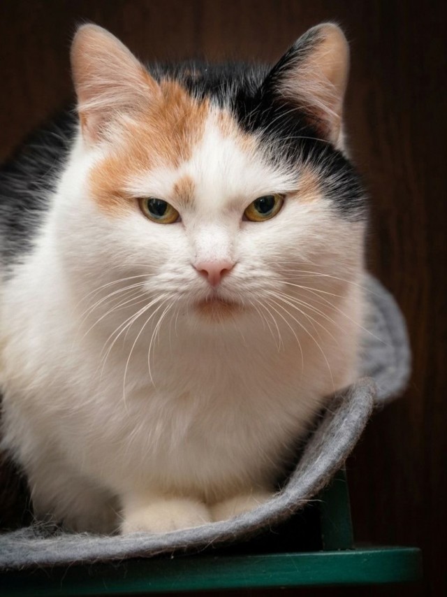 Котовторник. Котики приюта.