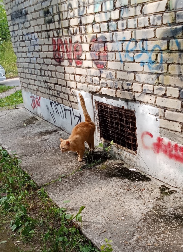 Уберите котов от экрана